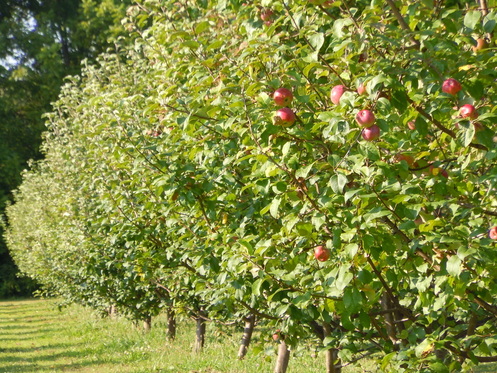 the pink house orchard!